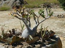 Pachypodium